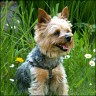 Hippi - 8 1/2 years
