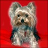 Gizmo