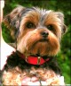 Lucy