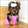 Lola
