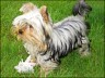 Pepino - 6 month