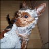 Coffie - 1 year