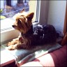 Rocky - 9 years