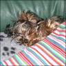 Cordelia - 3 years