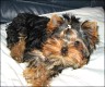 Viper - 4 month
