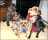 My dogs