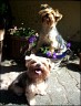 Finn 11 month & Bijou 1 year 10 month
