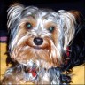 Bandit - 2 years