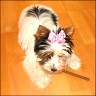 Luna - 16 weeks