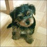 Luna - 9 weeks