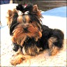 Viper - 5 month
