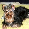 Haker - 11 month