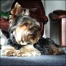 Willi