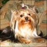 Adelina