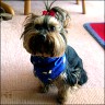 Willi