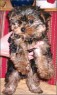 Filly-Sue - 10 weeks