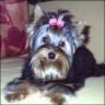 Taschi