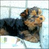 Sir Simon - 9 month