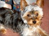 Spike - 7 month