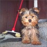 Finn - 5 month