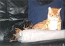 Tommy & Cat Charly