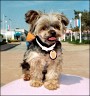 MicroChip at Virginia Beach