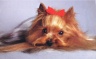 thm_yorkie0.jpg