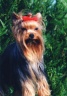 thm_yorkie10.jpg