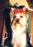 thm_yorkie12.jpg