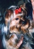 thm_yorkie14.jpg