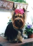thm_yorkie15.jpg