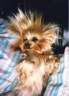 thm_yorkie16.jpg