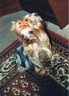 thm_yorkie17.jpg