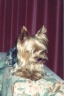 thm_yorkie18.jpg