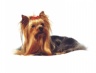 thm_yorkie2.jpg