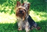thm_yorkie22.jpg