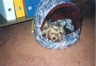 thm_yorkie25.jpg