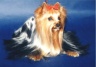 thm_yorkie26.jpg