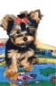 thm_yorkie36.jpg