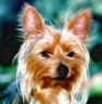 thm_yorkie40.jpg