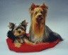 thm_yorkie41.jpg