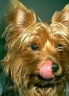 thm_yorkie42.jpg