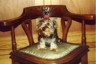 thm_yorkie43.jpg