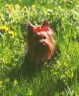 thm_yorkie47.jpg