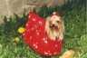 thm_yorkie49.jpg