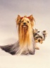 thm_yorkie6.jpg