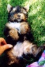 thm_yorkie61.jpg