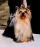 thm_yorkie63.jpg