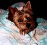 thm_yorkie65.jpg