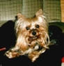 thm_yorkie66.jpg
